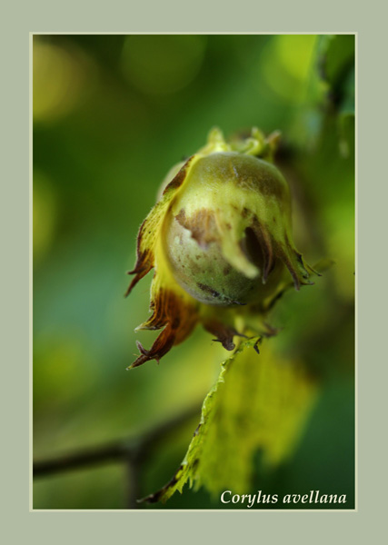 Corylus avellana - Trees and Shrubs