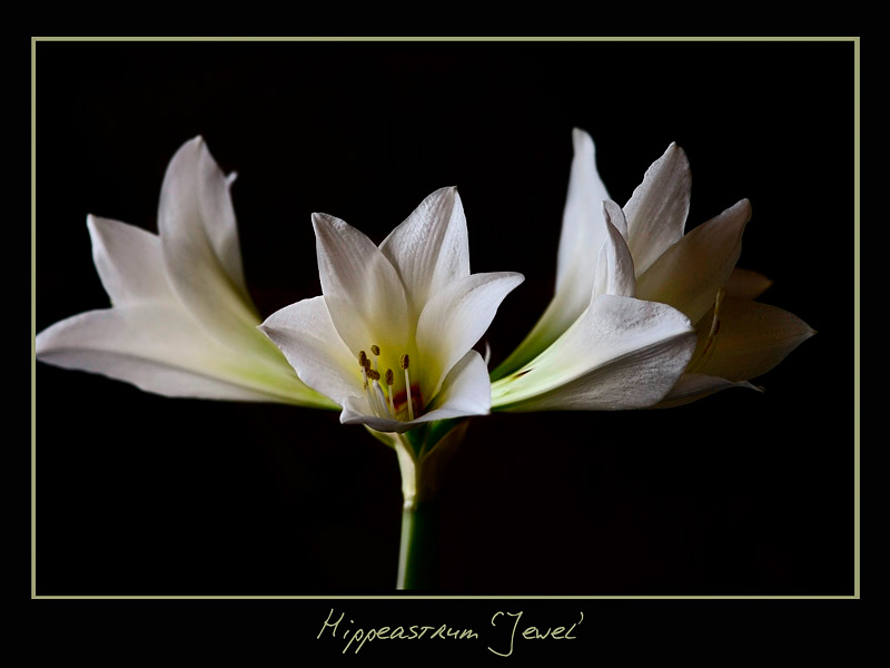 Hippeastrum 'Jewel' - Windowsill Garden