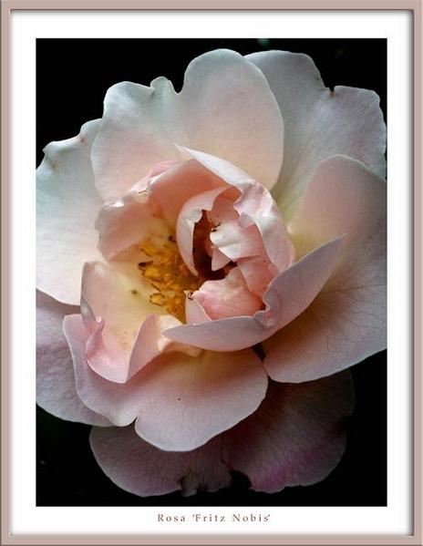 Rosa 'Fritz Nobis' - Roses