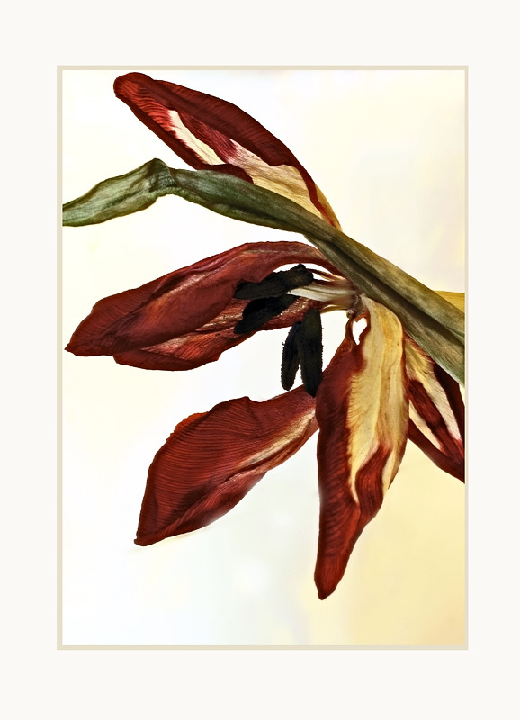 Christmas Tulips 3 - Still Life