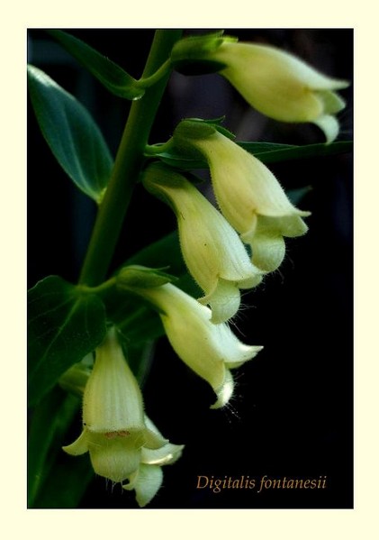 Digitalis fontanesii - Garden perennials
