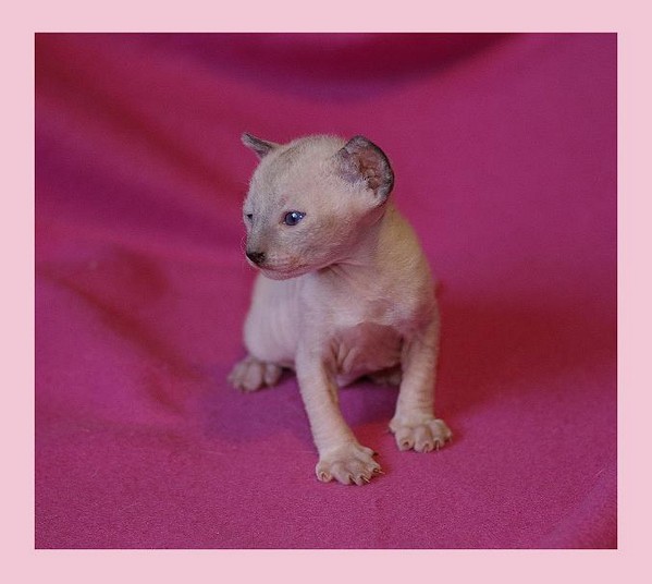 10 days - pointed girl - Linssi's kittens