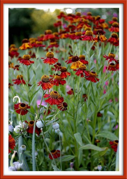 Helenium 'Moerheim Beauty' 2 - Garden perennials