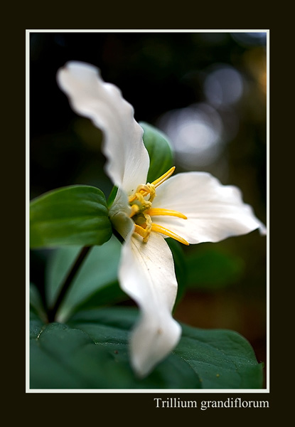 Trillium grandiflorum - Garden perennials