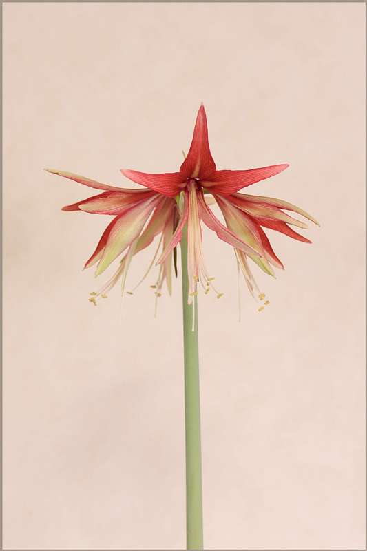 Hippeastrum 'Sumatra' 1 - Windowsill Garden
