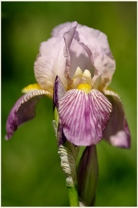 Iris germanica 'La Beauté' 2 - Garden perennials