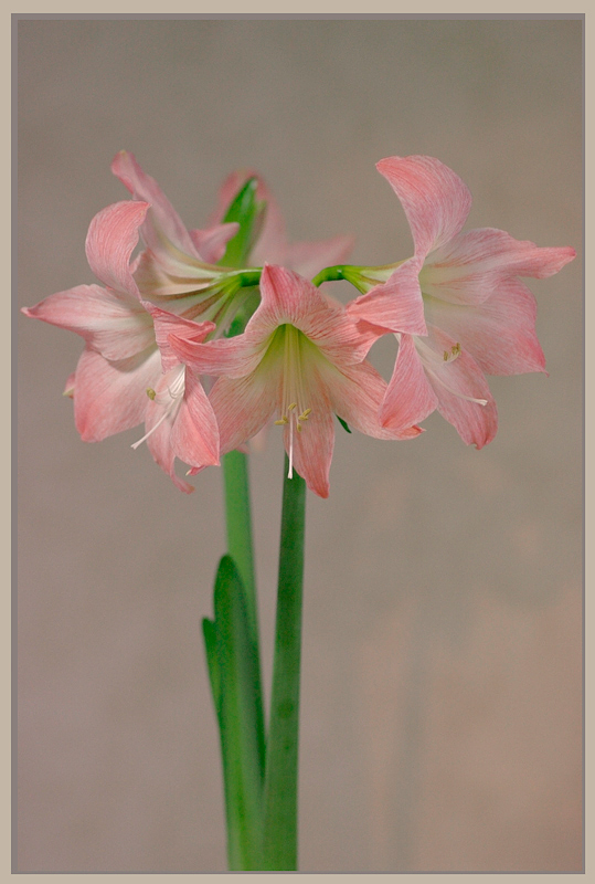 Hippeastrum 'Emanuelle' 2 - Windowsill Garden