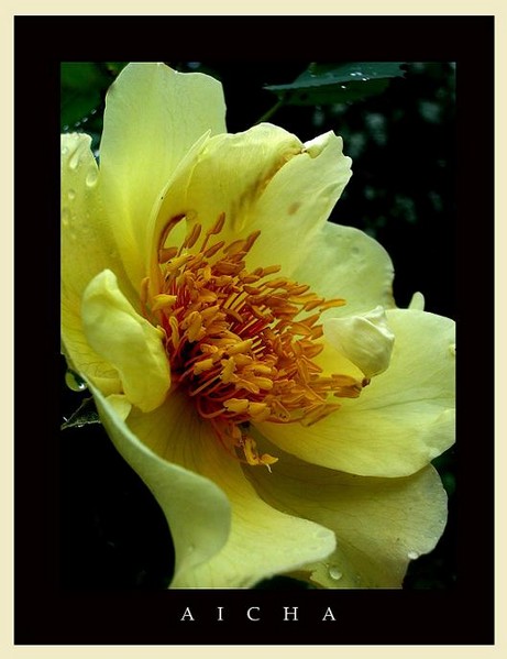 Rosa 'Aicha' 2 - Roses