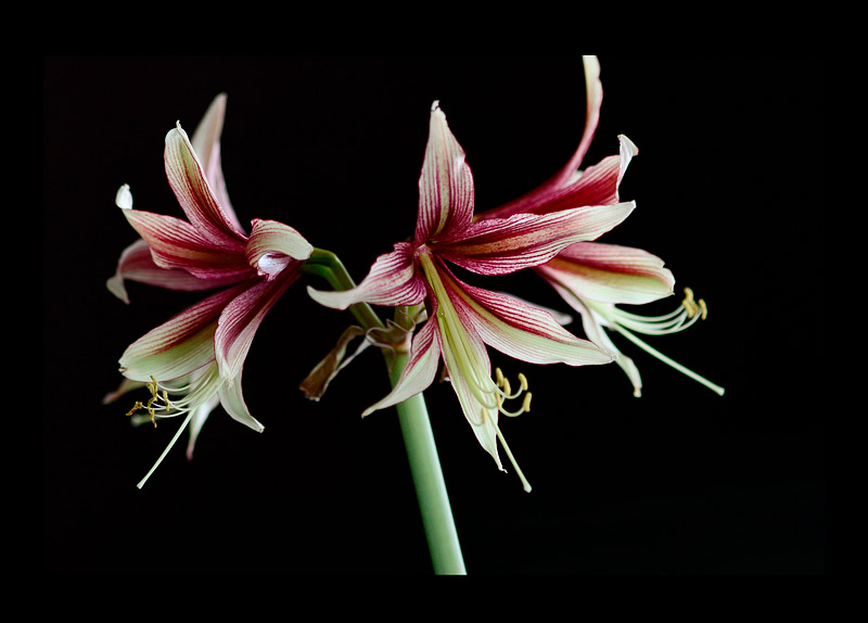 Hippeastrum 'Jungle Star' 5 - Windowsill Garden