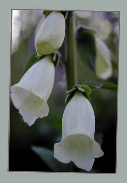 Digitalis purpurea 'Alba' - Garden perennials