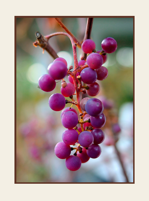 Vitis vinifera - Garden perennials