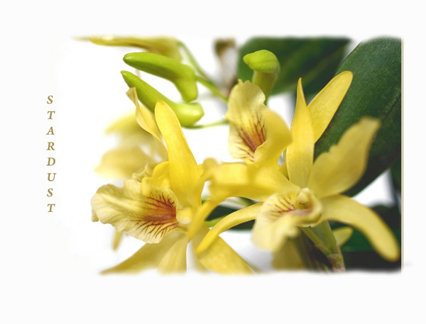 Dendrobium Stardust 2 - Orchids
