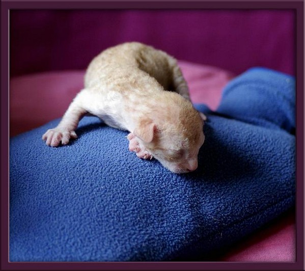 5 days - red/white boy - Linssi's kittens