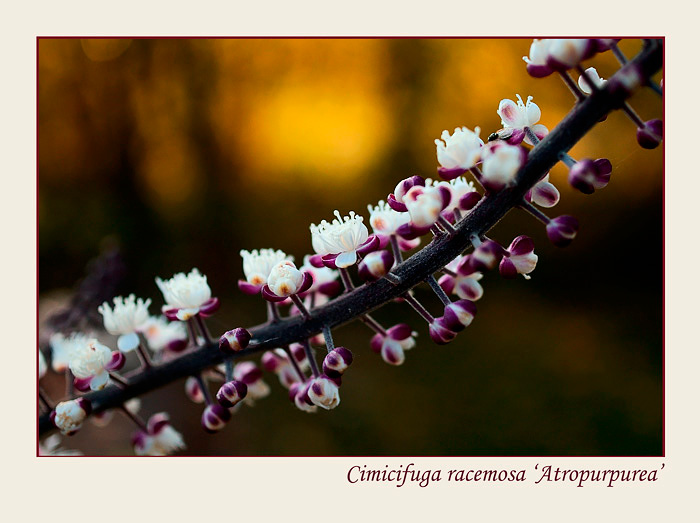 Cimicifuga racemosa 'Atropurpurea' 1 - Garden perennials