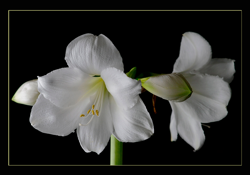Hippeastrum 'Athene' - Windowsill Garden