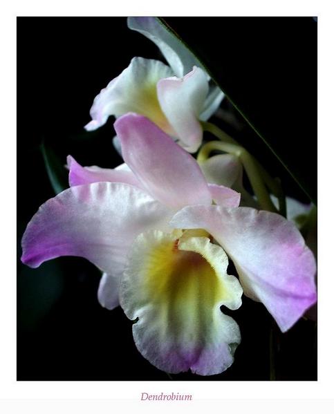 Dendrobium nobile hybr. 5 - Orchids