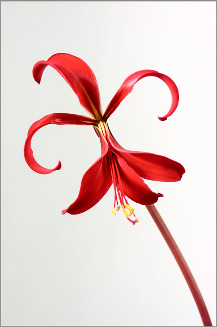 Sprekelia formosissima 2 - Windowsill Garden