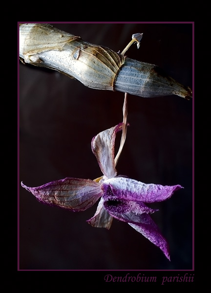 Dendrobium parishii 2 - Orchids