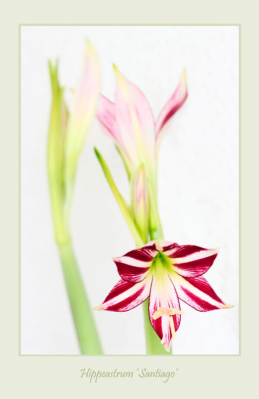 Hippeastrum 'Santiago' 2 - Windowsill Garden
