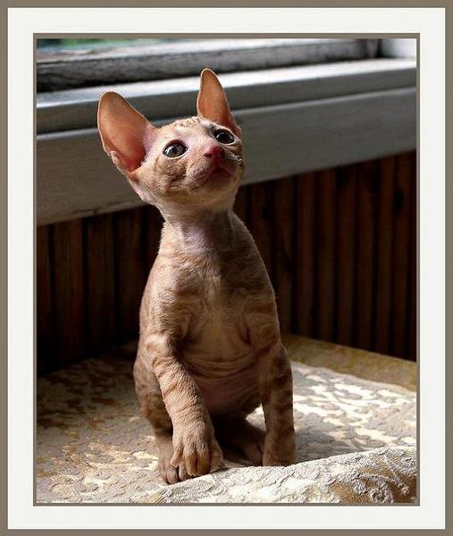 Red boy - Linssi's kittens - the 2nd litter