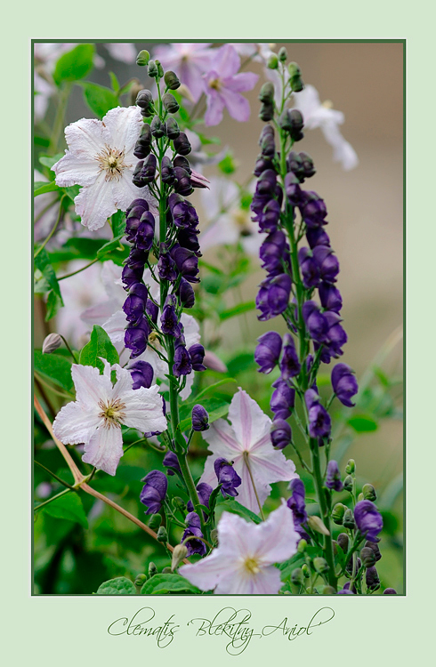 Clematis 'Blekitny Aniol' - Garden perennials