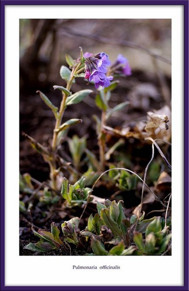 Pulmonaria officinalis - Garden perennials