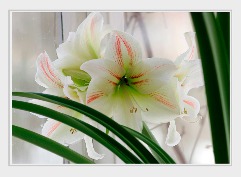 Hippeastrum hybr. - Windowsill Garden