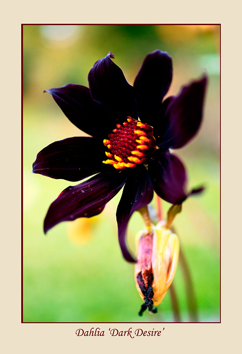 Dahlia 'Dark Desire' 2 - Garden perennials