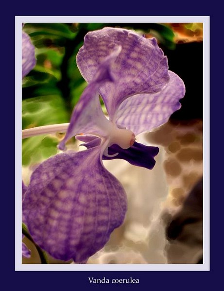 Vanda coerulea 2 - Orchids