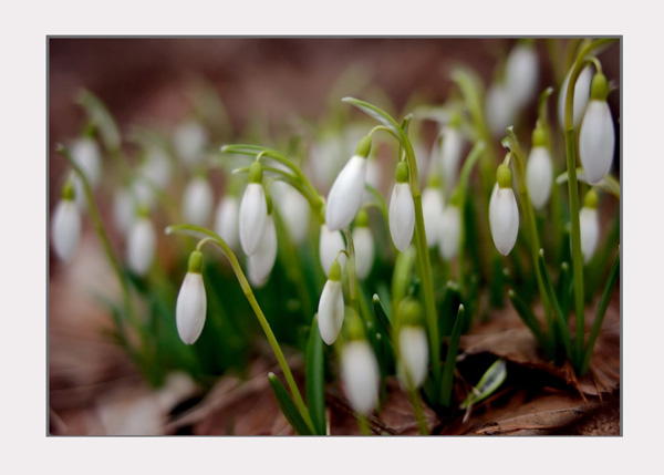 Galanthus nivalis1 - Garden perennials