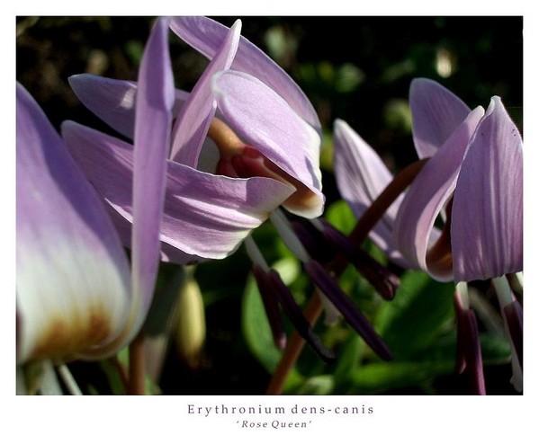 Erythronium dens-canis 'Rose Queen' 2 - Garden perennials
