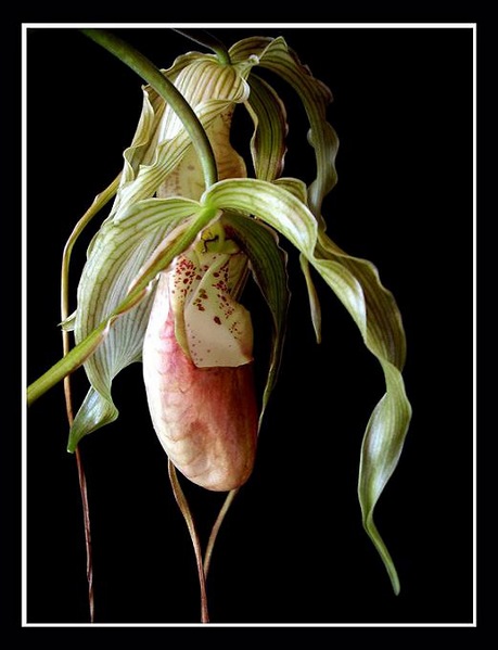 Phragmipedium grande x - Orchids