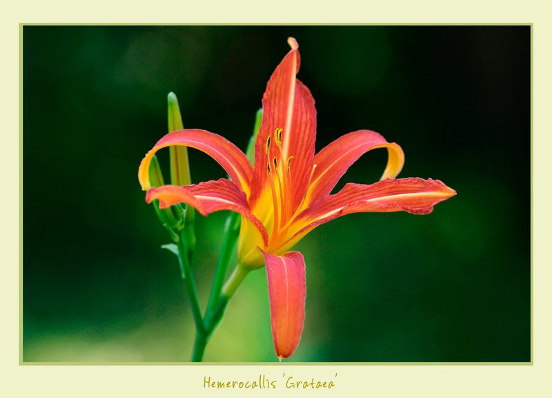 Hemerocallis 'Grataea' - Garden perennials