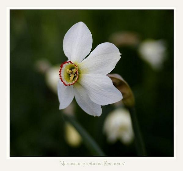 Narcissus poeticus 'Recurvus' - Garden perennials