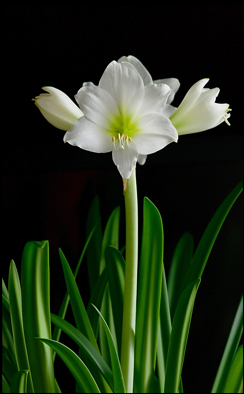 Hippeastrum 'White Garden' 2 - Windowsill Garden