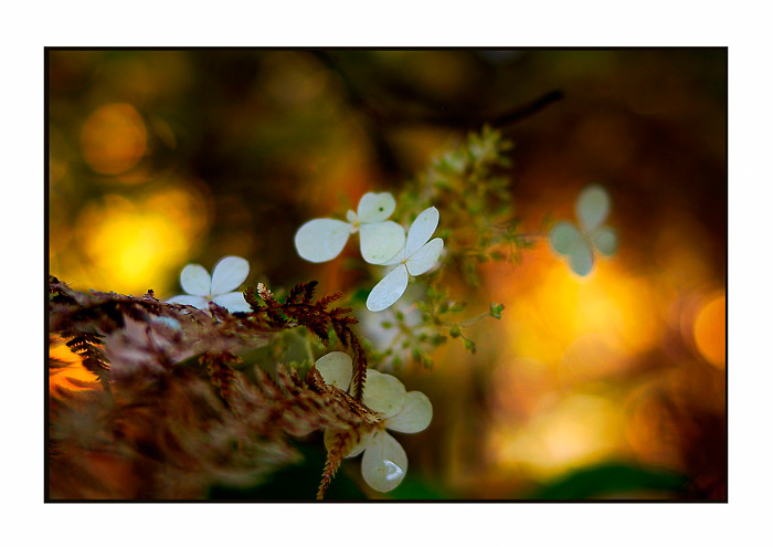 Hydrangea paniculata 'Mustila' - Trees and Shrubs