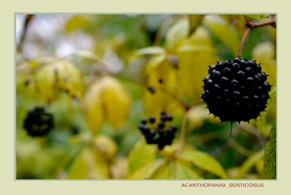 Acanthopanax senticosus - Trees and Shrubs