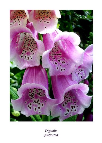 Digitalis purpurea - Garden perennials