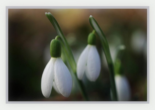 Galanthus nivalis 2 - Garden perennials