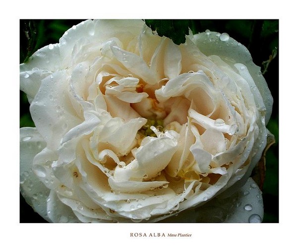Rosa alba 'Mme Plantier' 2 - Roses