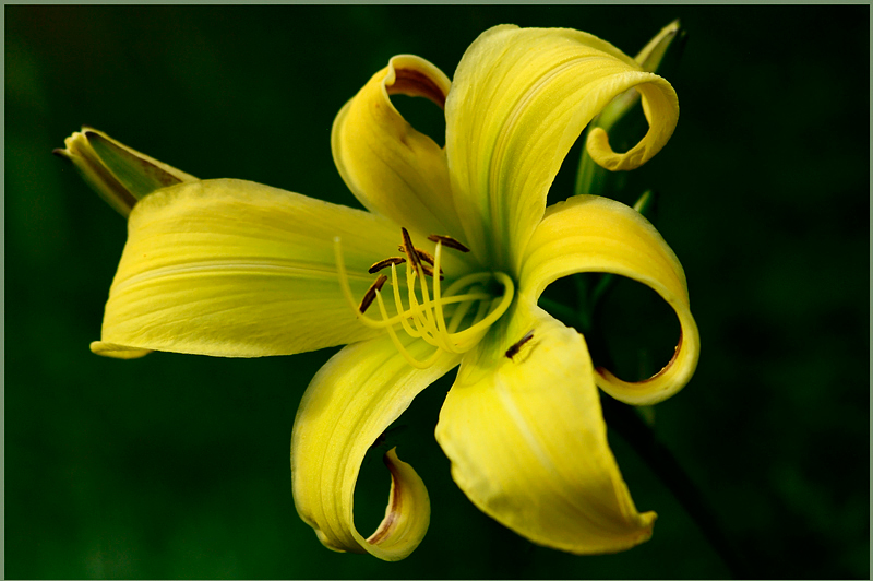 Hemerocallis 'German Fantasia' 2 - Garden perennials