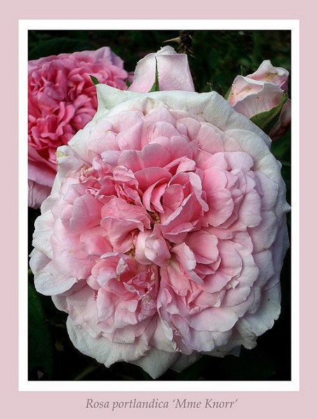 Rosa 'Mme Knorr' 4 - Roses