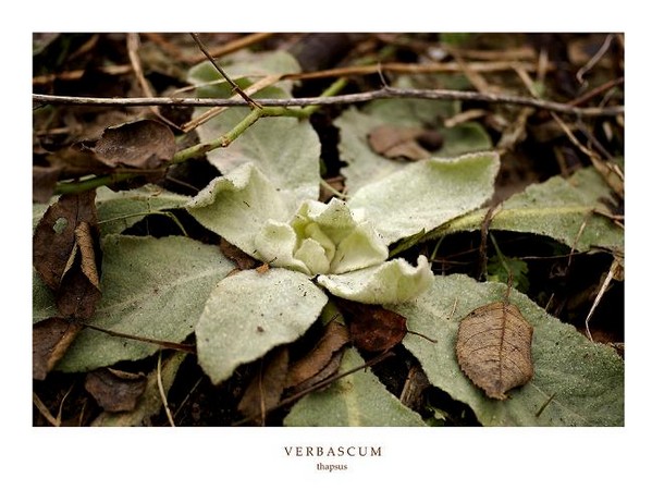 Verbascum thapsus 1 - Garden perennials