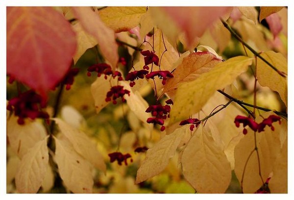 Euonymus planipes 1 - Trees and Shrubs