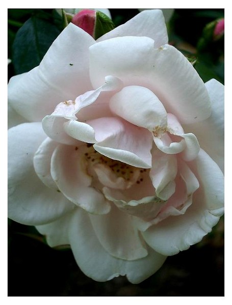 Rosa 'New Dawn' - Roses