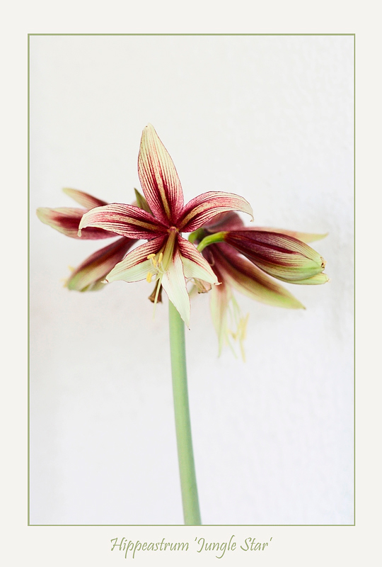 Hippeastrum 'Jungle Star' 2 - Windowsill Garden