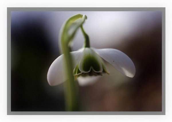 Galanthus nivalis 'Dionysos' 2 - Garden perennials