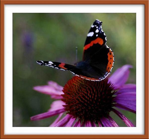 Vanessa atalanta 3 - Fauna