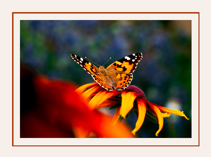 Vanessa cardui 2 - Fauna