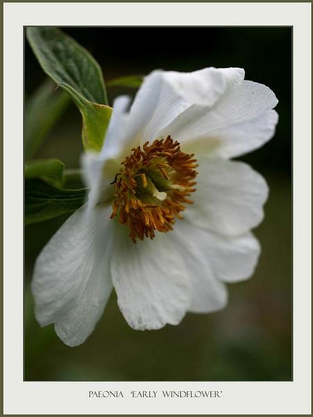 Paeonia 'Early Windflower' - Garden perennials
